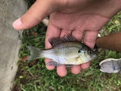 Lepomis macrochirus