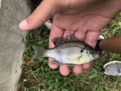 Lepomis macrochirus