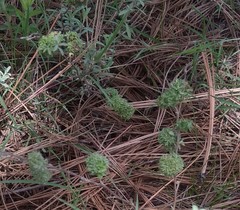 Crocanthemum glomeratum
