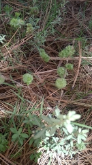 Crocanthemum glomeratum