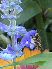 Anthidium manicatum