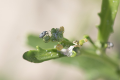 Ceutorhynchus cakilis