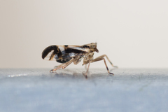 Delphax crassicornis