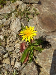 Taraxacum confusum