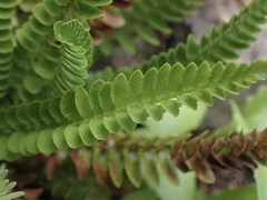 Polystichum scopulinum
