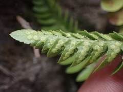 Polystichum scopulinum
