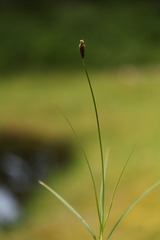 Carex nigricans