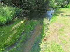 Ranunculus kauffmannii