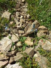 Veronica gentianoides