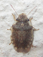 Sciocoris
