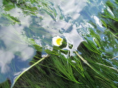 Ranunculus kauffmannii