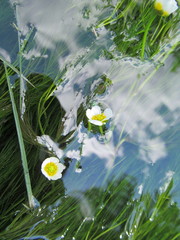 Ranunculus kauffmannii