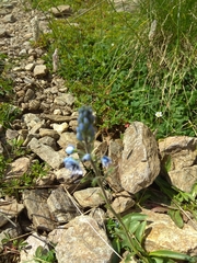 Veronica gentianoides