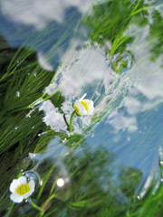 Ranunculus kauffmannii