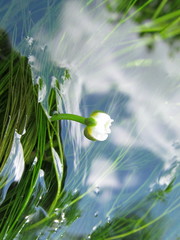 Ranunculus kauffmannii