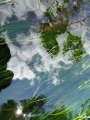 Ranunculus kauffmannii