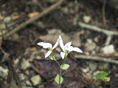 Triphora trianthophoros trianthophoros