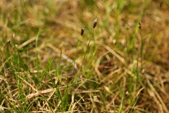 Carex nigricans
