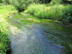 Ranunculus kauffmannii