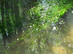 Ranunculus kauffmannii