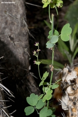 Thalictrum pinnatum