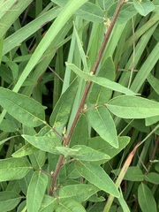 Desmodium obtusum