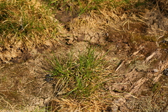 Carex nigricans