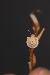 Ventocoris falcatus