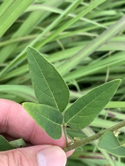 Desmodium obtusum
