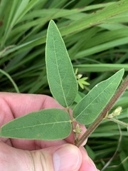 Desmodium obtusum