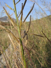 Ventocoris falcatus