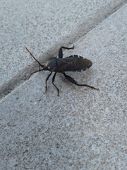 Piezogaster calcarator