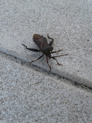 Piezogaster calcarator