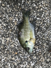 Lepomis macrochirus