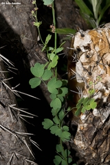 Thalictrum pinnatum