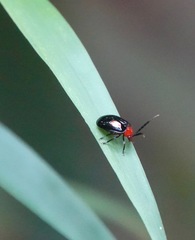 Arcastes biplagiata