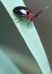 Arcastes biplagiata