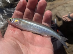 Atherinops affinis
