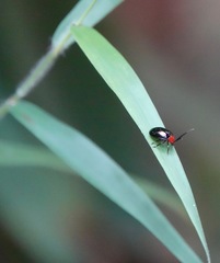 Arcastes biplagiata