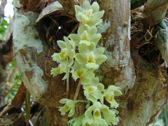 Clowesia