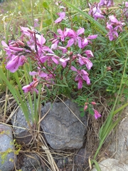 Chamaenerion colchicum