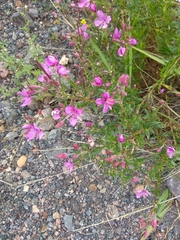 Chamaenerion colchicum