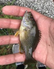 Lepomis cyanellus