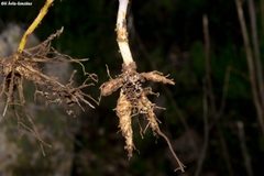 Thalictrum pinnatum
