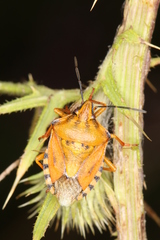 Carpocoris purpureipennis