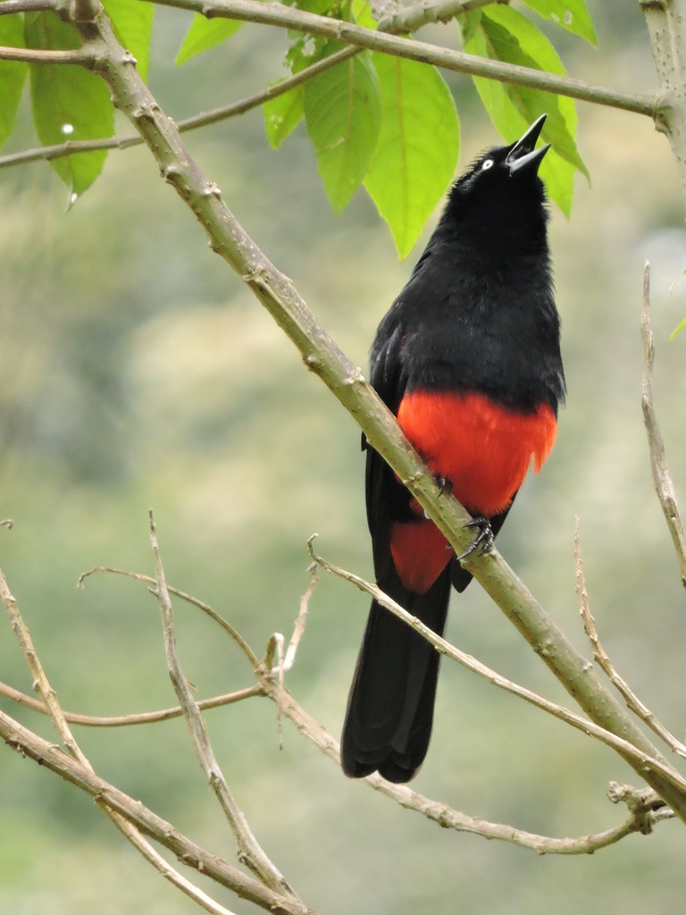 Red-bellied Grackles