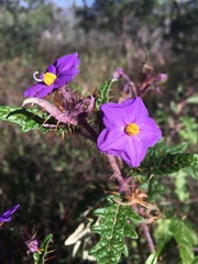 Solanum cinereum