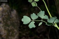 Thalictrum pinnatum