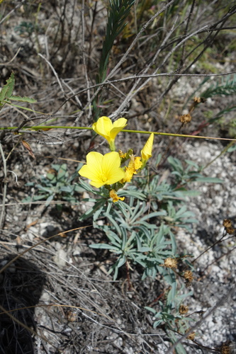 Linum ucranicum (Linum ucranicum)