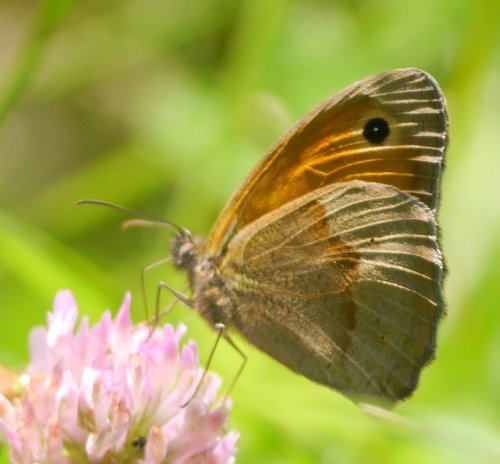 Meadow Brown, photo 10 of 10